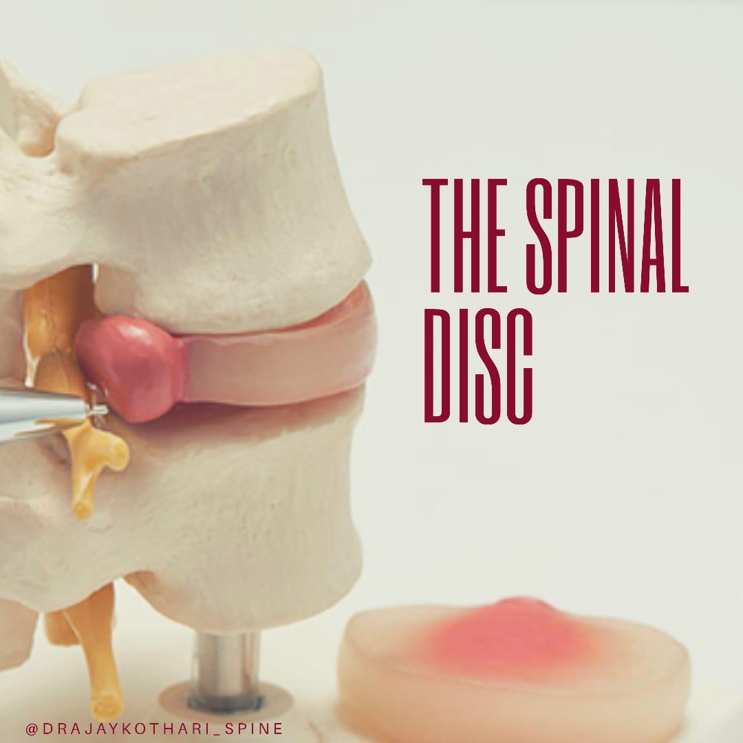 Intervertebral Disc